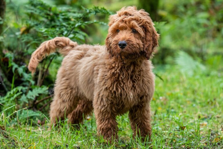 Todo lo que debes saber sobre la raza de perro cockapoo