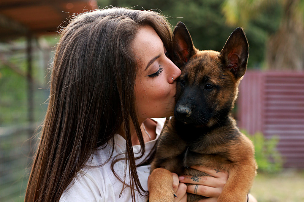 Todo lo que debes saber sobre la raza de perro Pastor Belga Malinois
