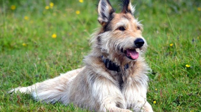 Todo lo que necesitas saber sobre la raza de perro Berger de Picardie