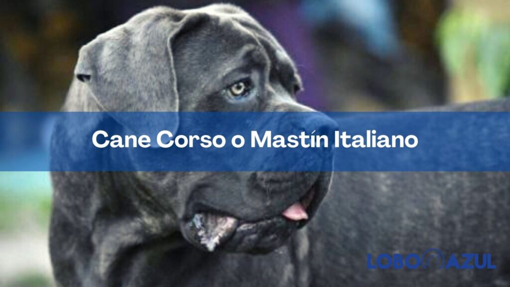 Todo lo que necesitas saber sobre la raza de perro Cane Corso o Mastín