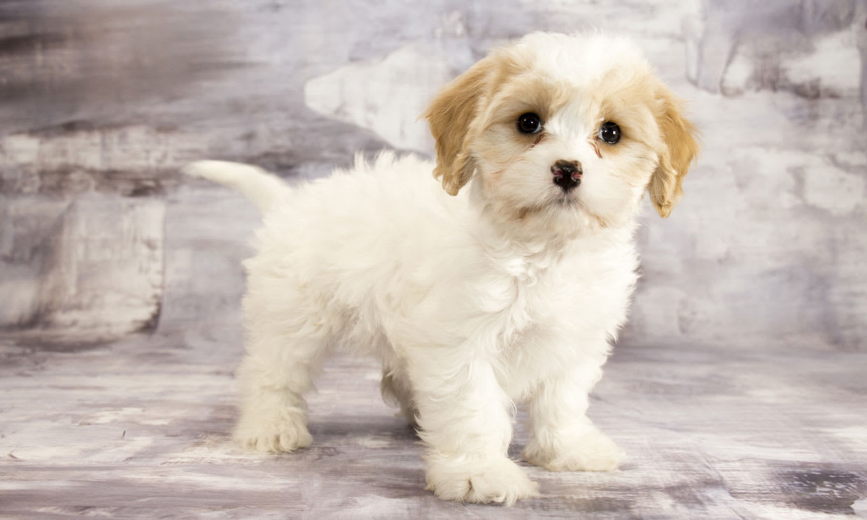Todo lo que necesitas saber sobre la raza de perro Cavachon