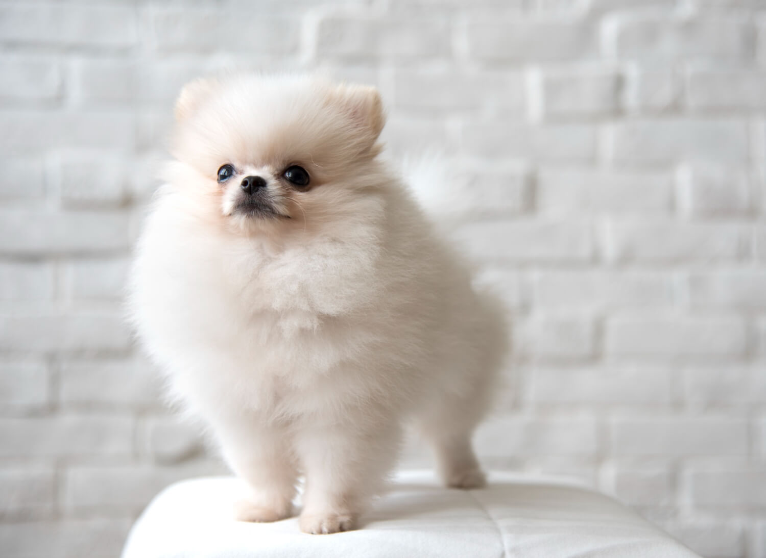 Todo lo que necesitas saber sobre la raza de perro Pomerania