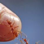 Todo lo que necesitas saber sobre las picaduras de hormigas