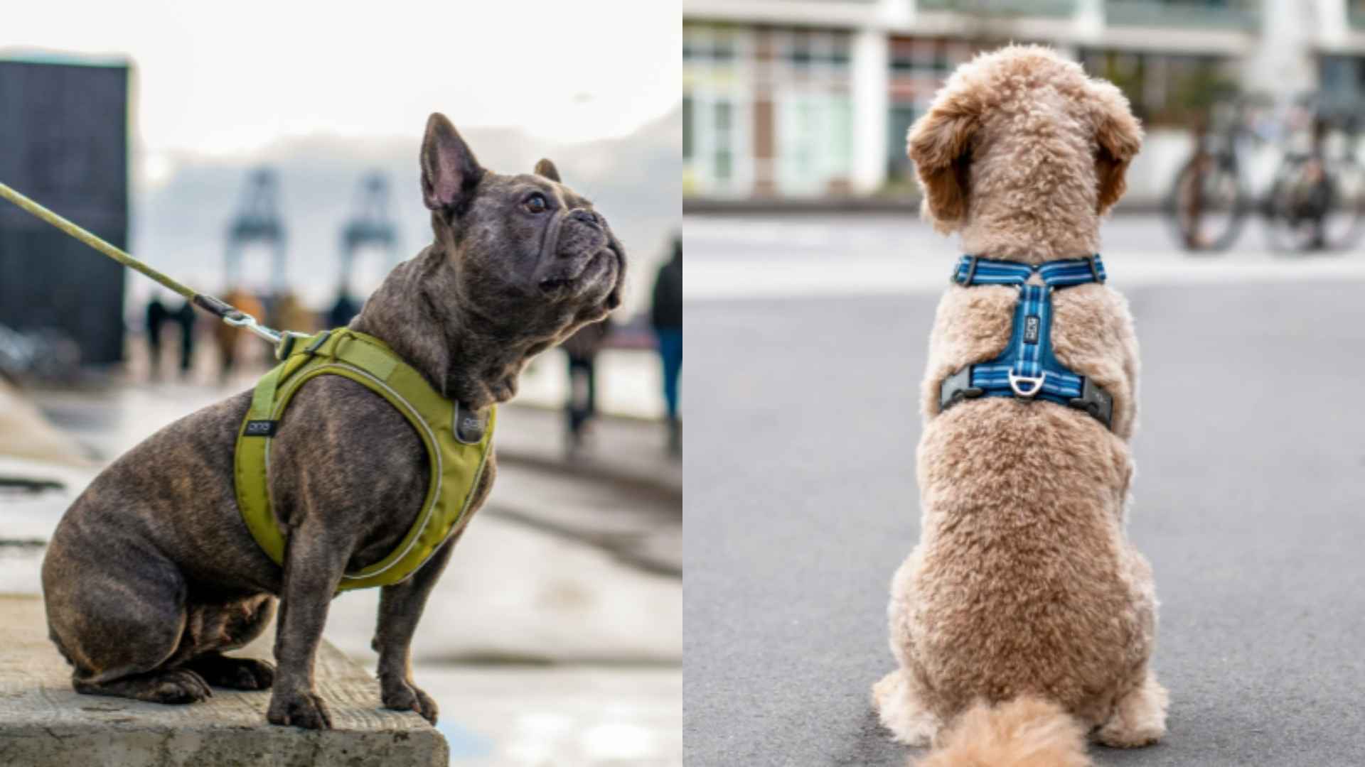Top 10 de arneses para perros imprescindibles