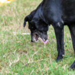 Tratamiento de la regurgitación en perros: causas y soluciones