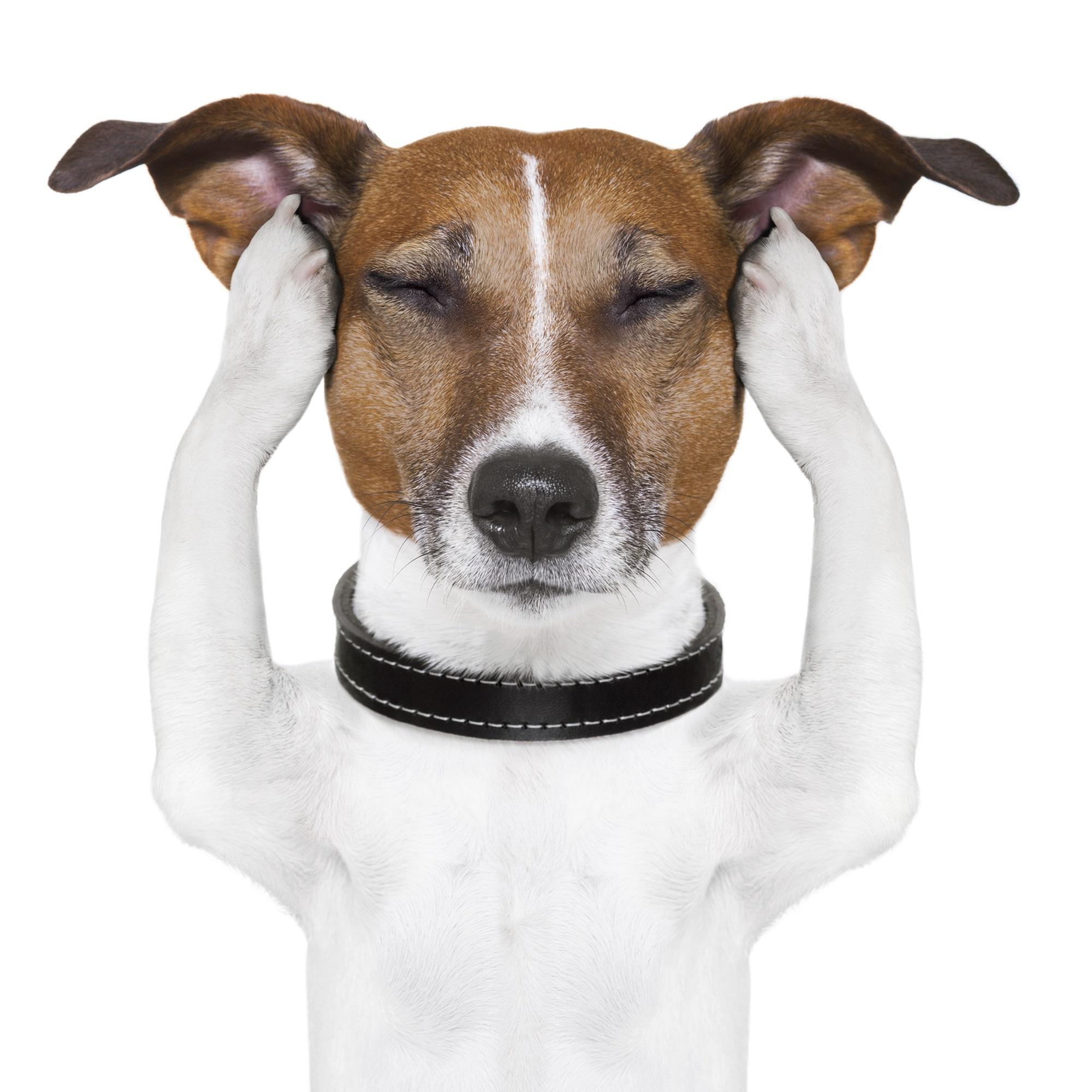 Tratamiento y remedios caseros para la otitis en perros: alivio de los síntomas