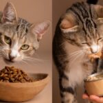 Uso y beneficios de la vitamina A en gatos