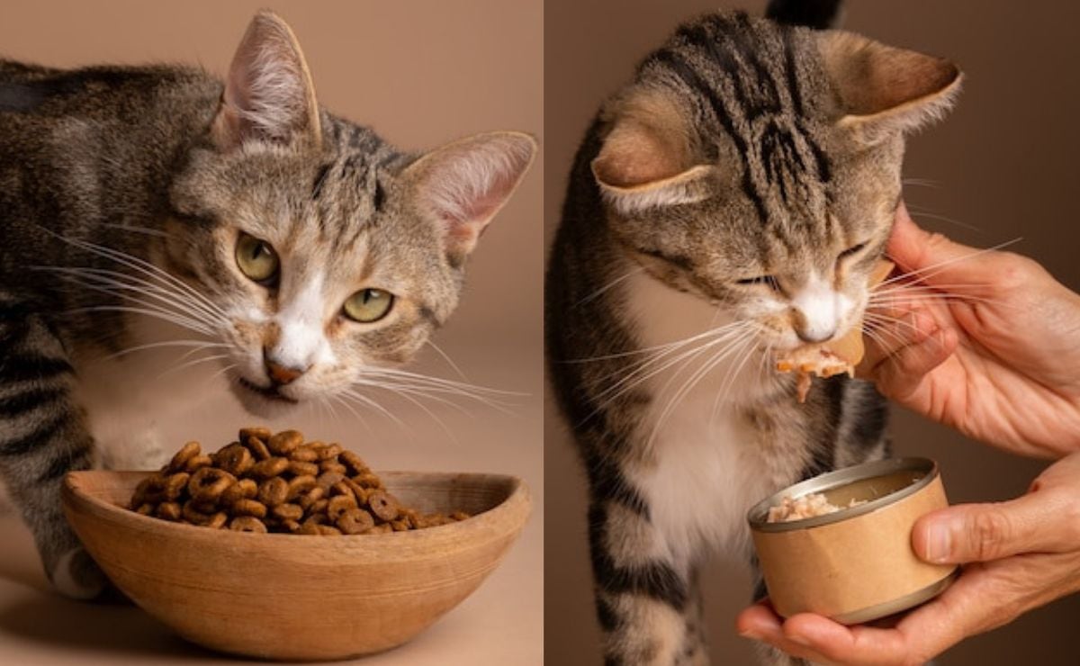 Uso y beneficios de la vitamina A en gatos
