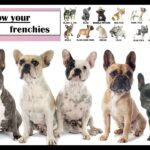 Variedades de bulldog francés que debes conocer