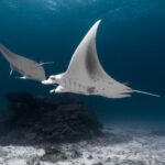 Variedades de mantarrayas: Una introducción fascinante
