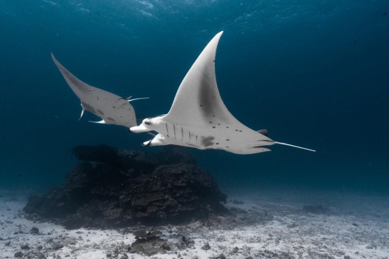 Variedades de mantarrayas: Una introducción fascinante
